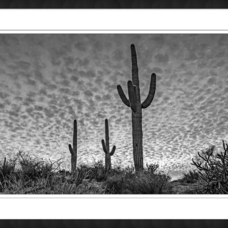 Desert sunset Skies With Saguaro Cactus in foreground